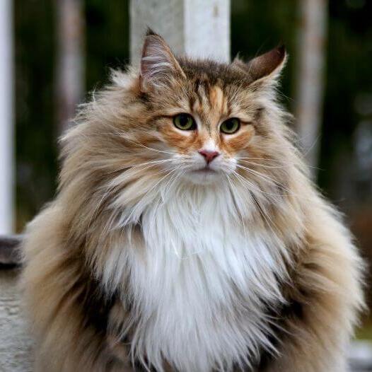Norwegian Forest Cat Breed Information | Purina
