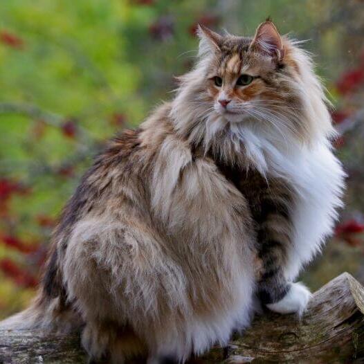 Norwegian Forest Cat Breed