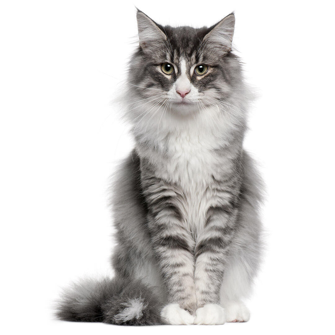 Grey And White Norwegian Forest Cat Grey And White Norwegian Forest Cat