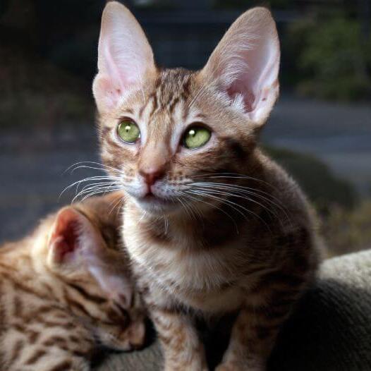 Ocicat Cat Breed