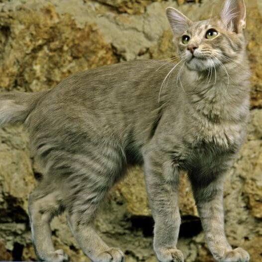 Oriental Long Hair Cat Breed