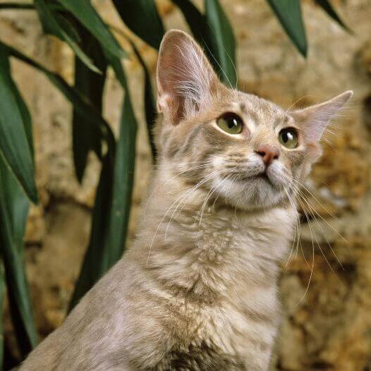 Oriental Long Hair Cat Breed