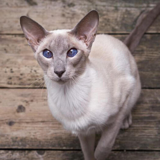 Oriental Short Hair Cat Breed