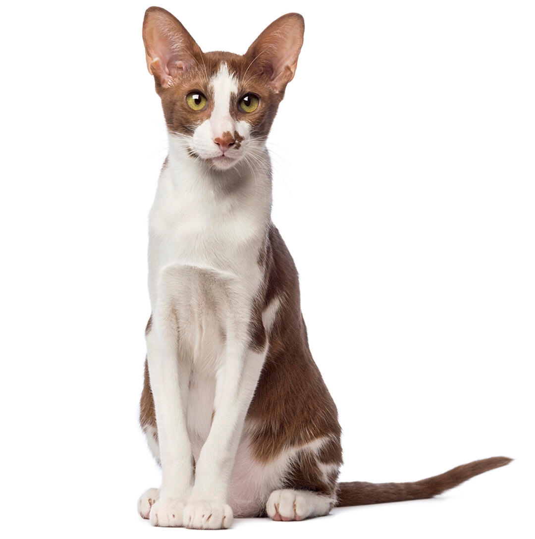 Oriental Short Hair Cat Breed