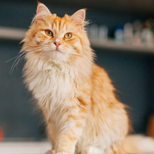 Long-Haired Cat Breeds