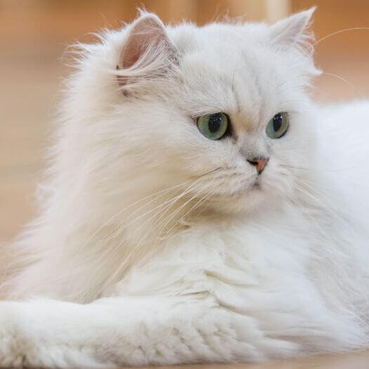 Persian Long Hair Cat Breed