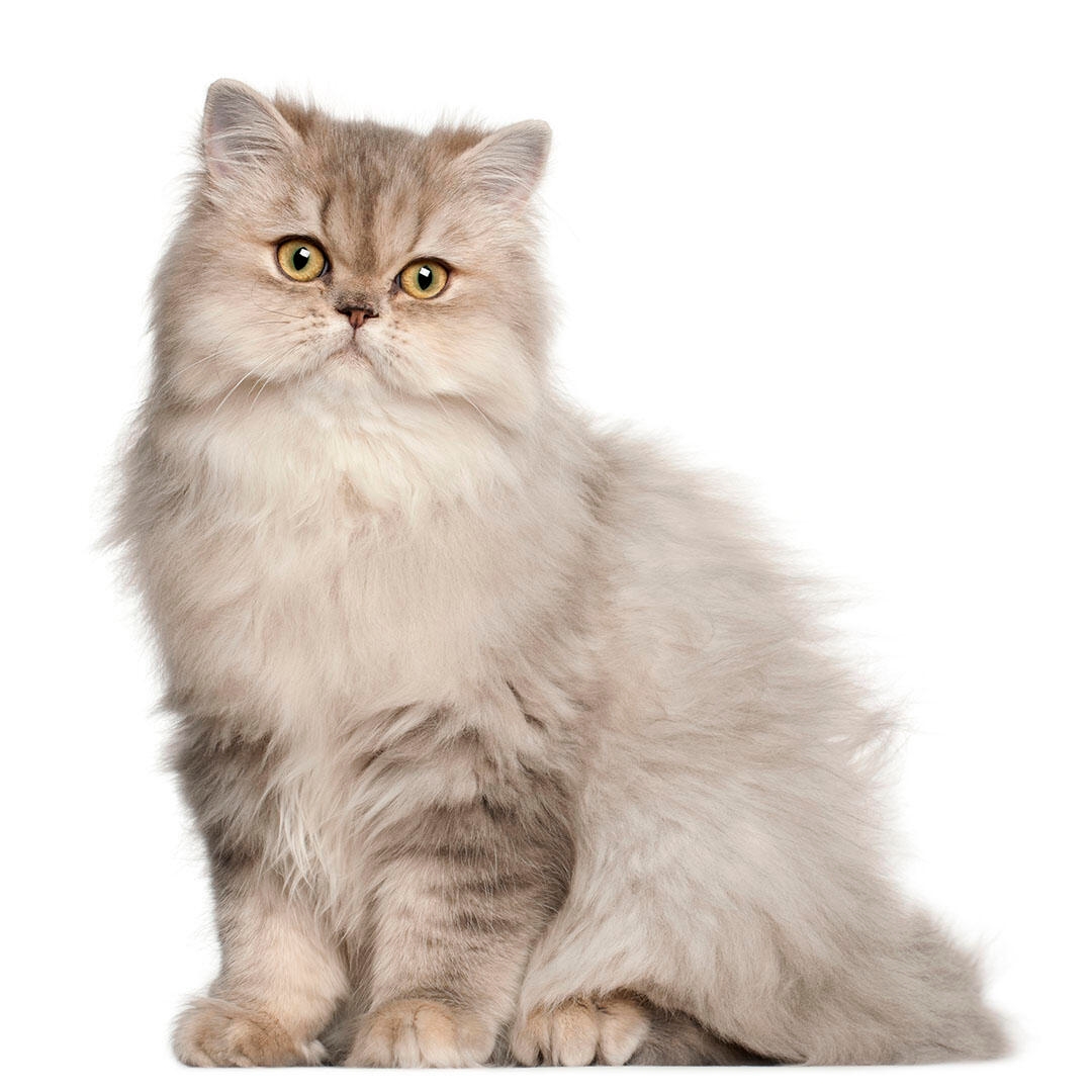 Persian Long Hair Cat Breed Information | Purina