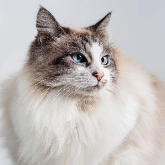 Ragdoll Cat Breed Information | Purina