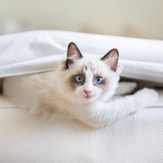 Ragdoll Cat Breed