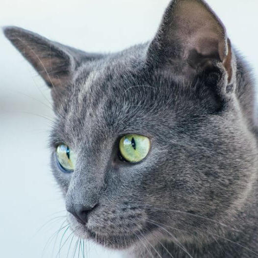 Russian Blue Cat Breed