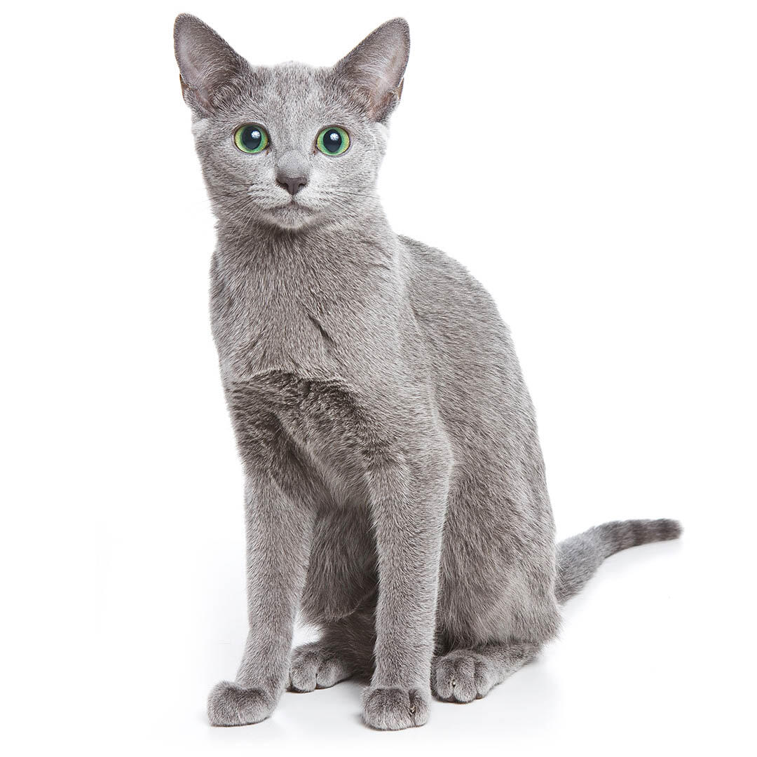 Russian Blue Cat Breed