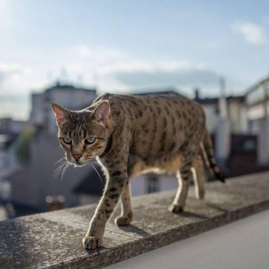 Savannah Cat Breed