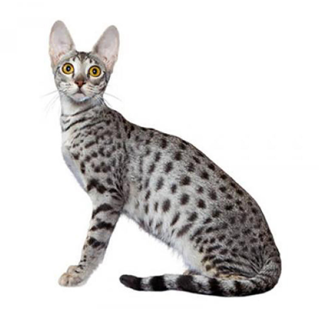 Savannah Cat Breed