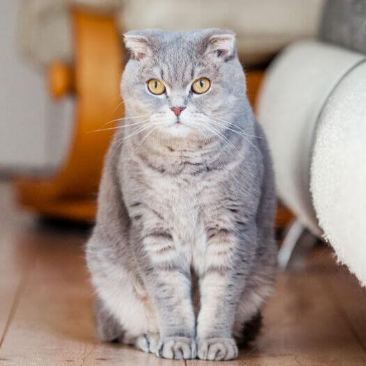 Scottish Fold Cat Breed