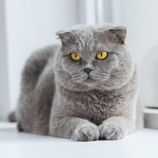 Scottish Fold Cat Breed Information | Purina