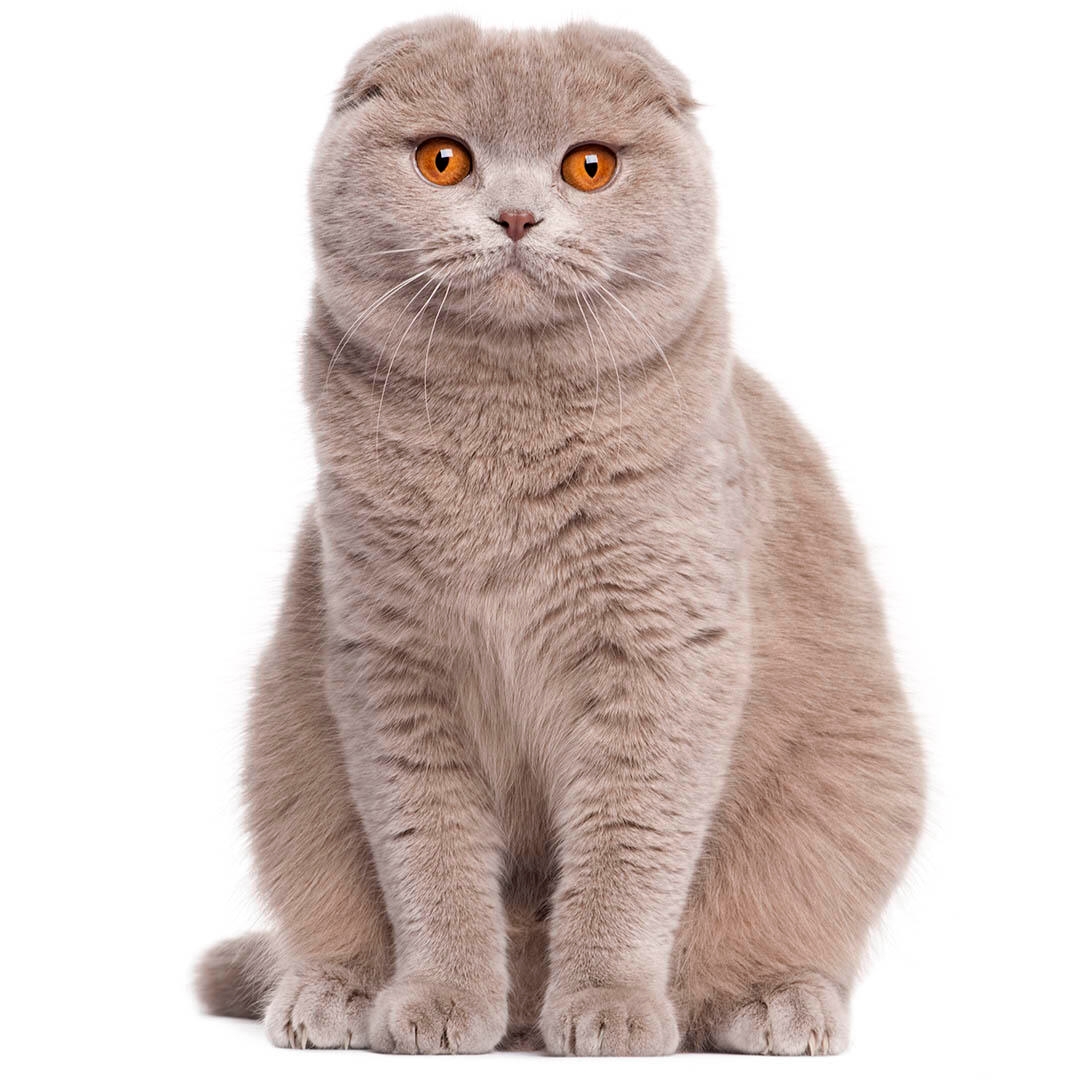 Scottish Fold Cat Breed