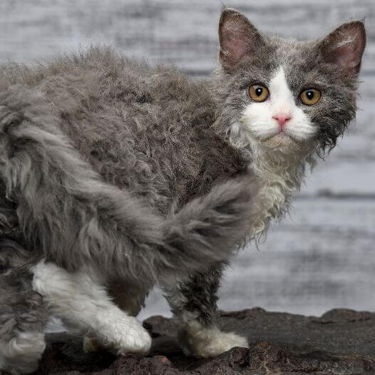 Selkirk Rex Cat Breed