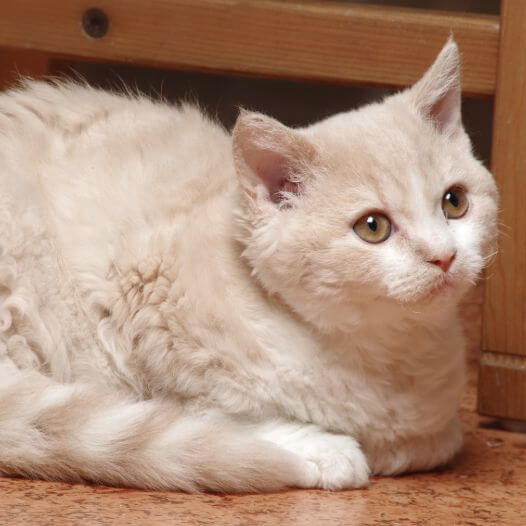 Selkirk Rex Cat Breed