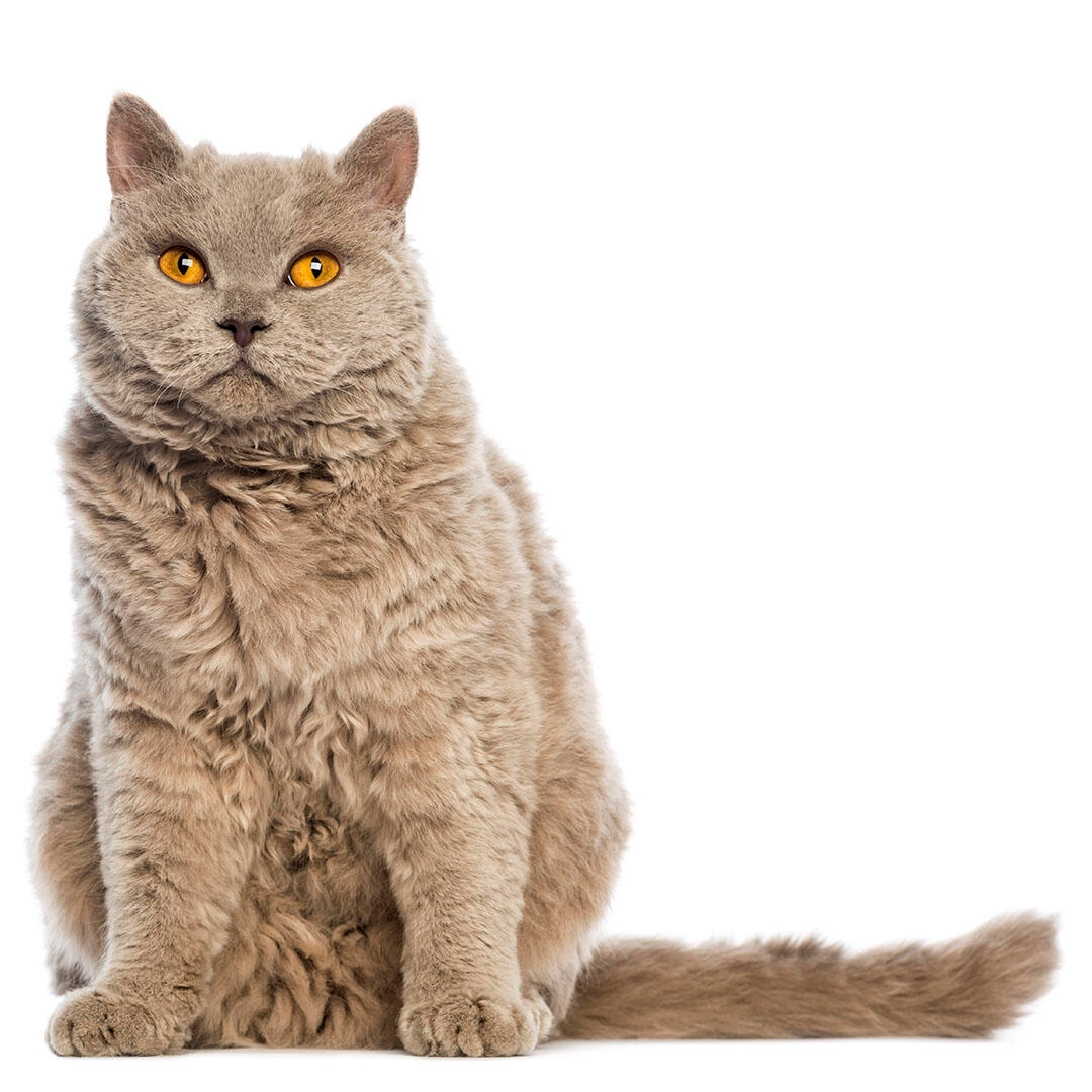 Selkirk Rex Cat Breed