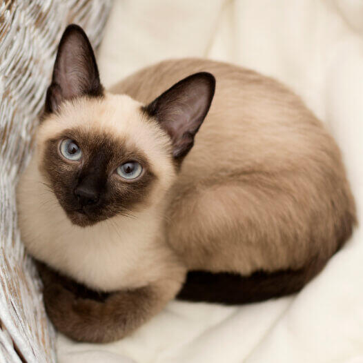 Siamese Cat Breed