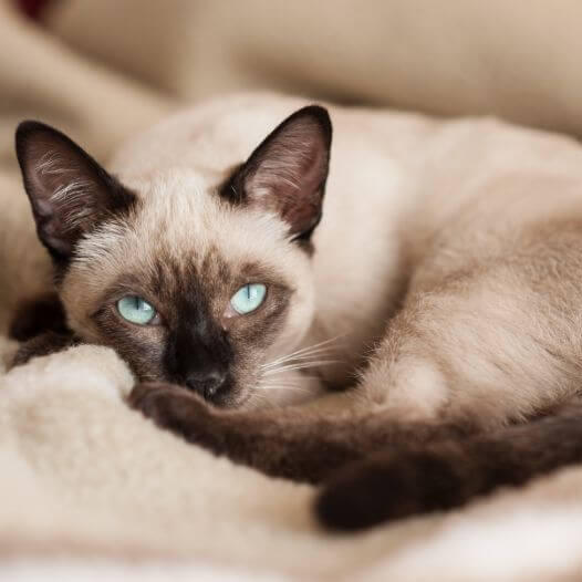 Siamese Cat Breed