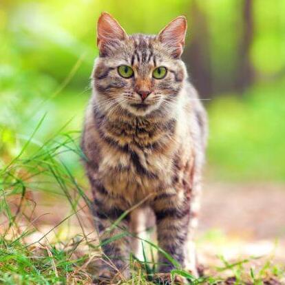 Siberian Forest Cat Breed