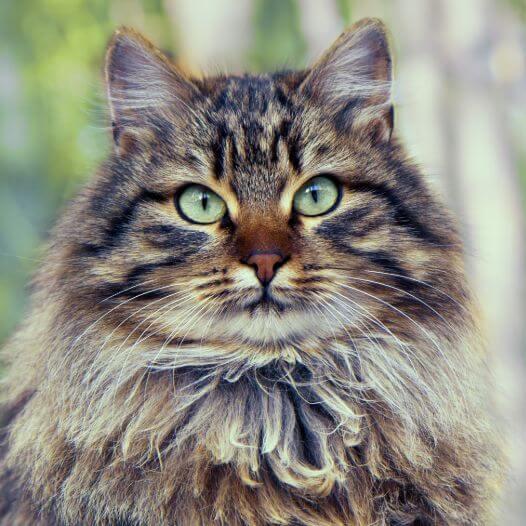 Siberian Forest Cat Breed