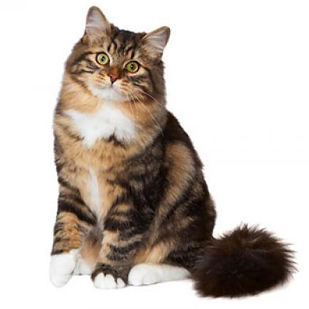 Siberian Forest Cat Breed