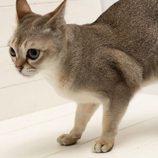 Singapura Cat Breed