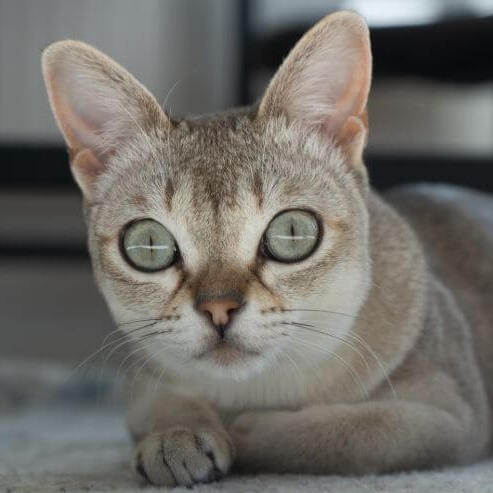 Singapura Cat Breed