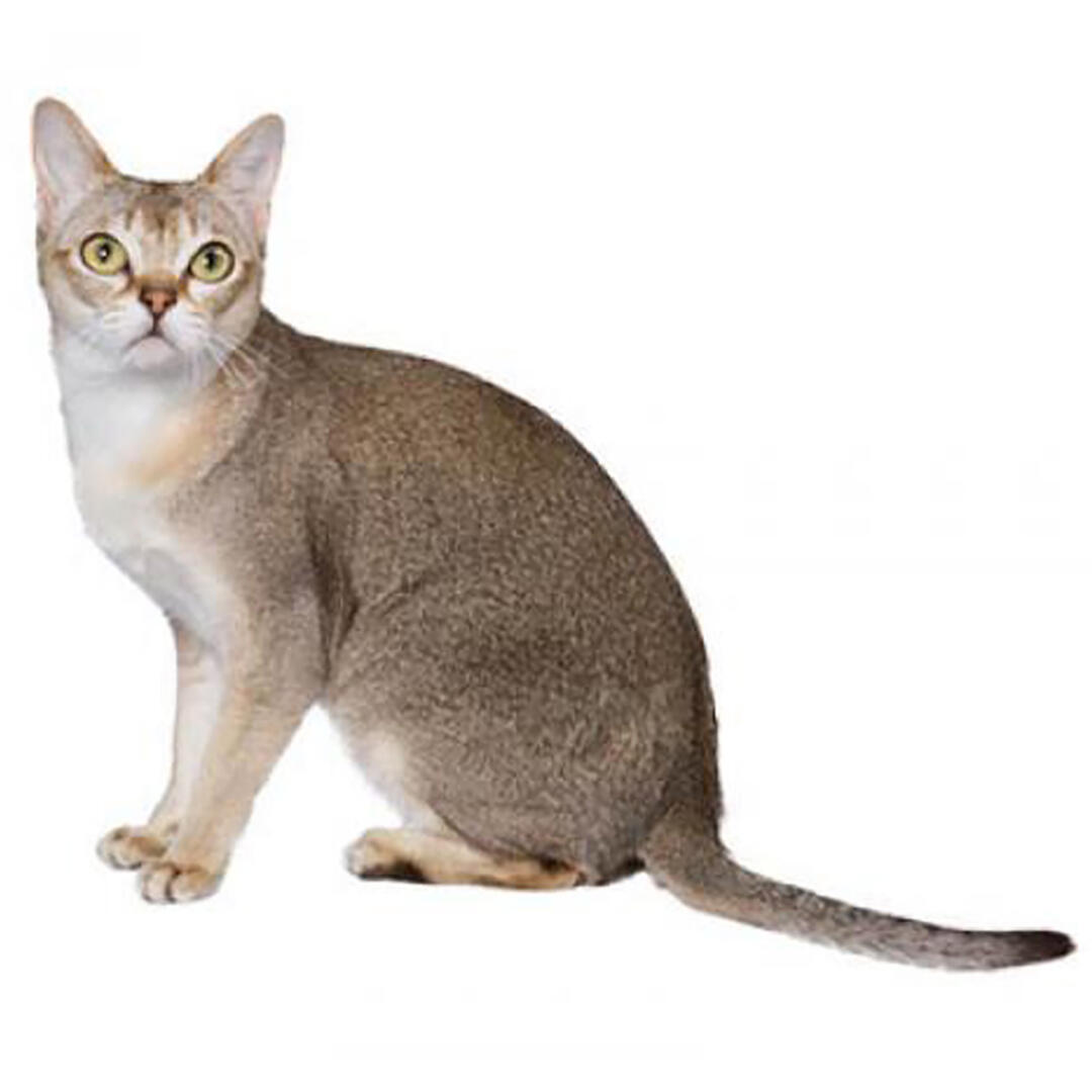 Singapura Cat Breed