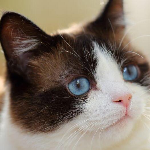 Snowshoe Cat Breed