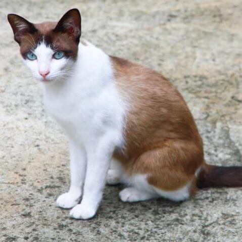 Snowshoe Cat Breed