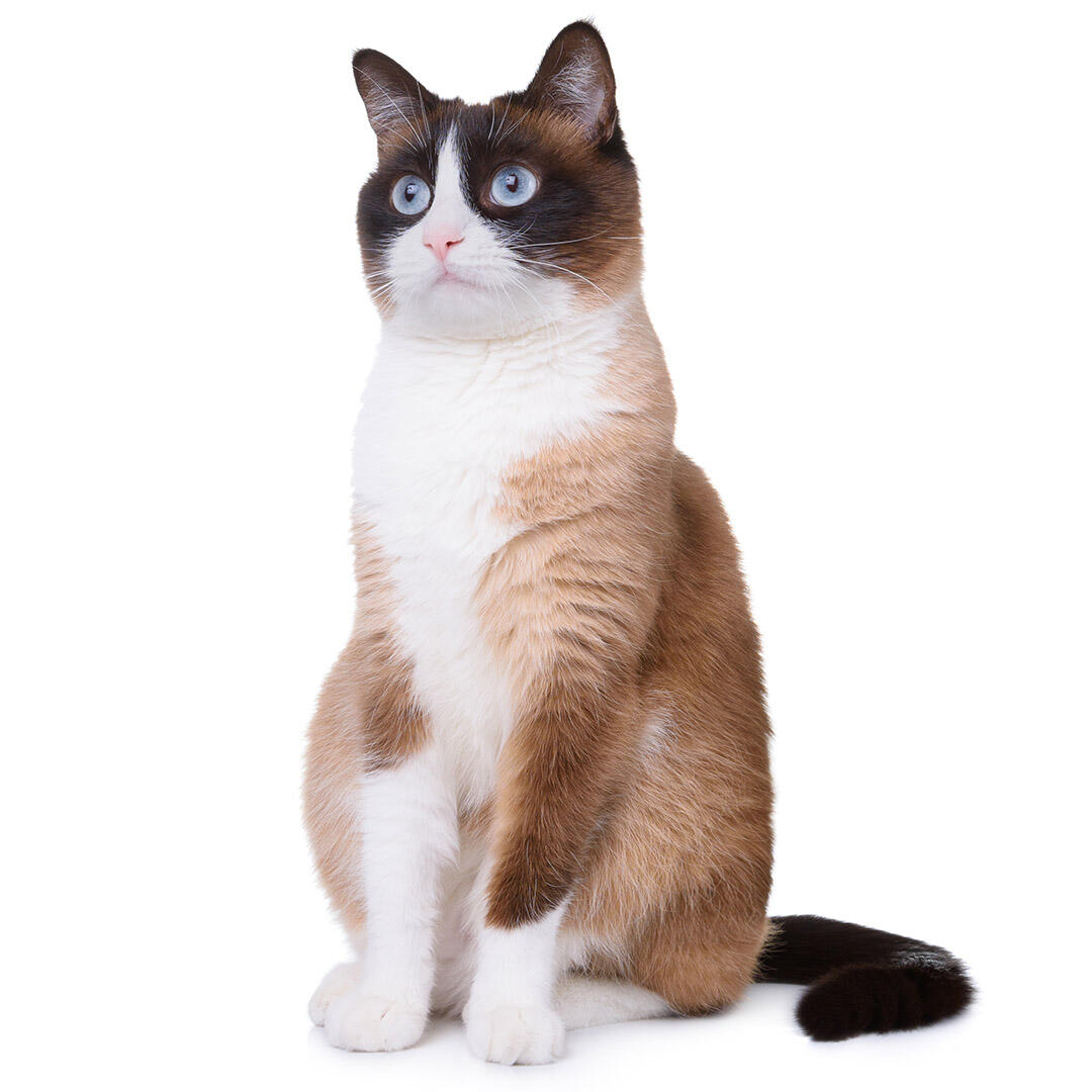 Snowshoe Cat Breed