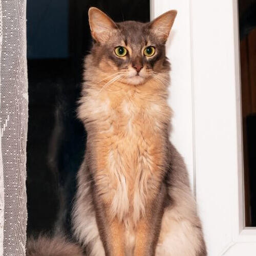 Somali Cat Breed