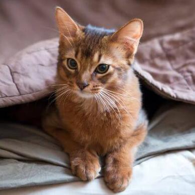 Somali Cat Breed