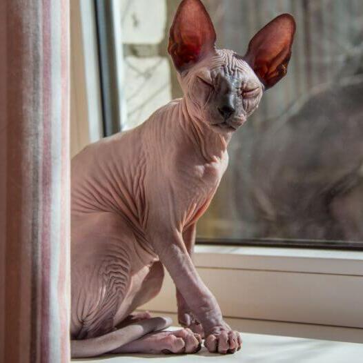 Sphynx Cat Breed