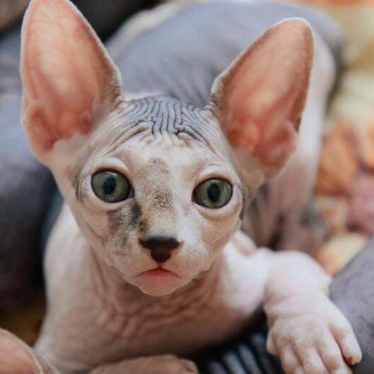 Sphynx Cat Breed