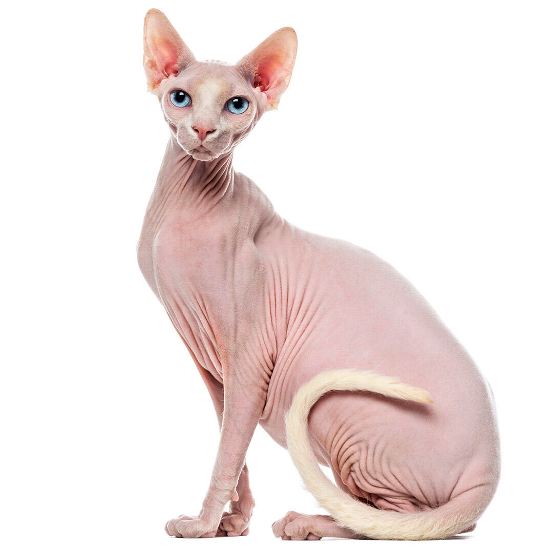 cats without hair