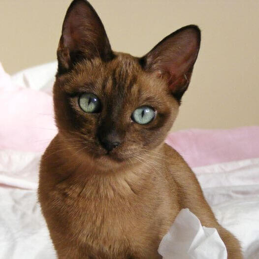 Tonkinese Cat Breed