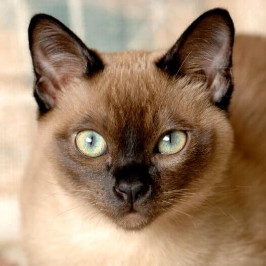 Tonkinese Cat Breed