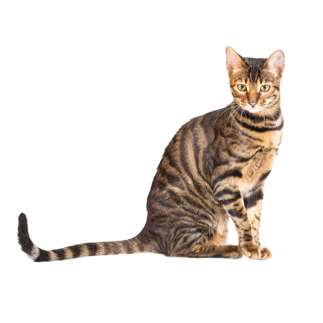 Toyger Cat Breed