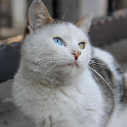 Turkish Van Cat Breed