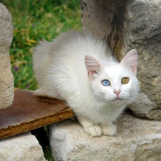 Turkish Van Cat Breed