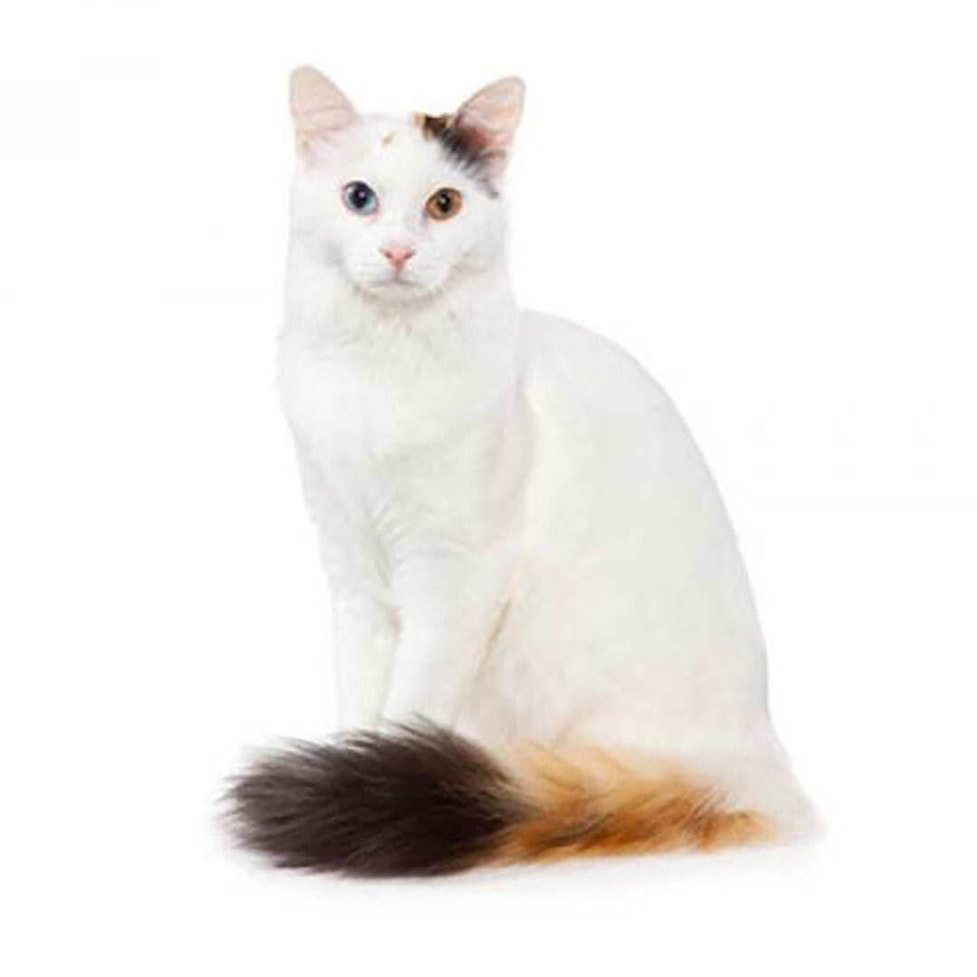 Turkish Van Cat Breed