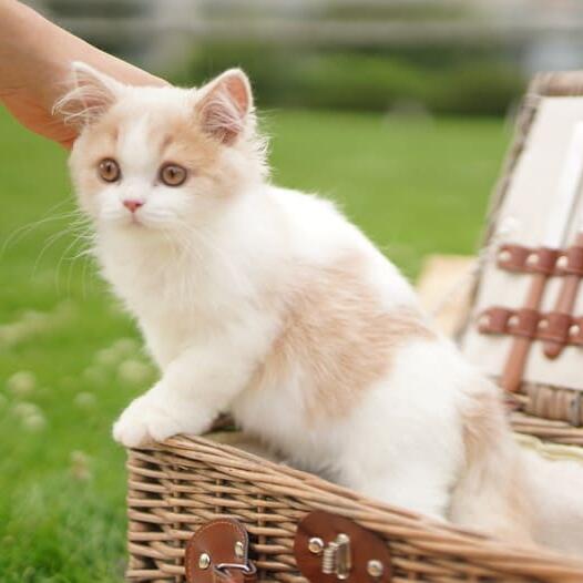 British Longhair Cat Breed