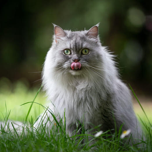 British Longhair Cat Breed Information| Purina