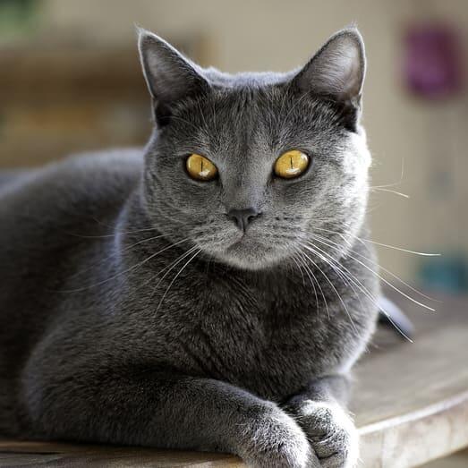 Chartreux Cat Breed