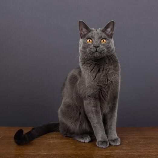 Chartreux Cat Breed