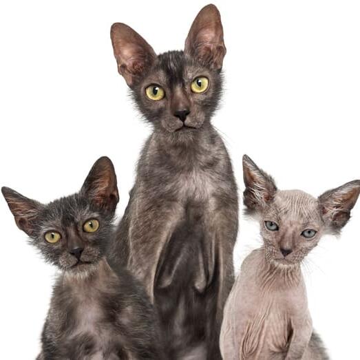 Lykoi Cat Breed